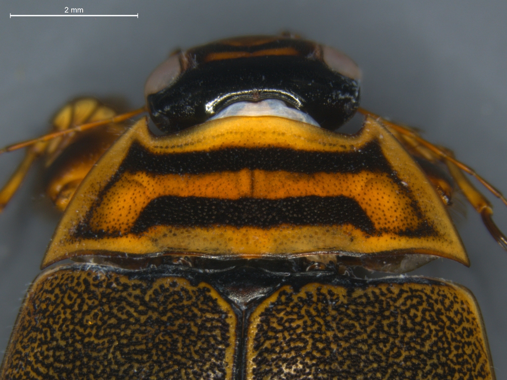 Acilius canaliculatus